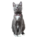 “The Travel Cat” Breakaway Cat Collar