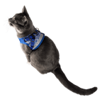 "The True Adventurer" Reflective Cat & Kitten Harness and Leash