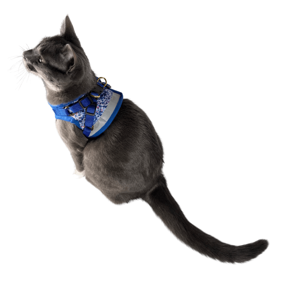 Feline Groovy Bundle