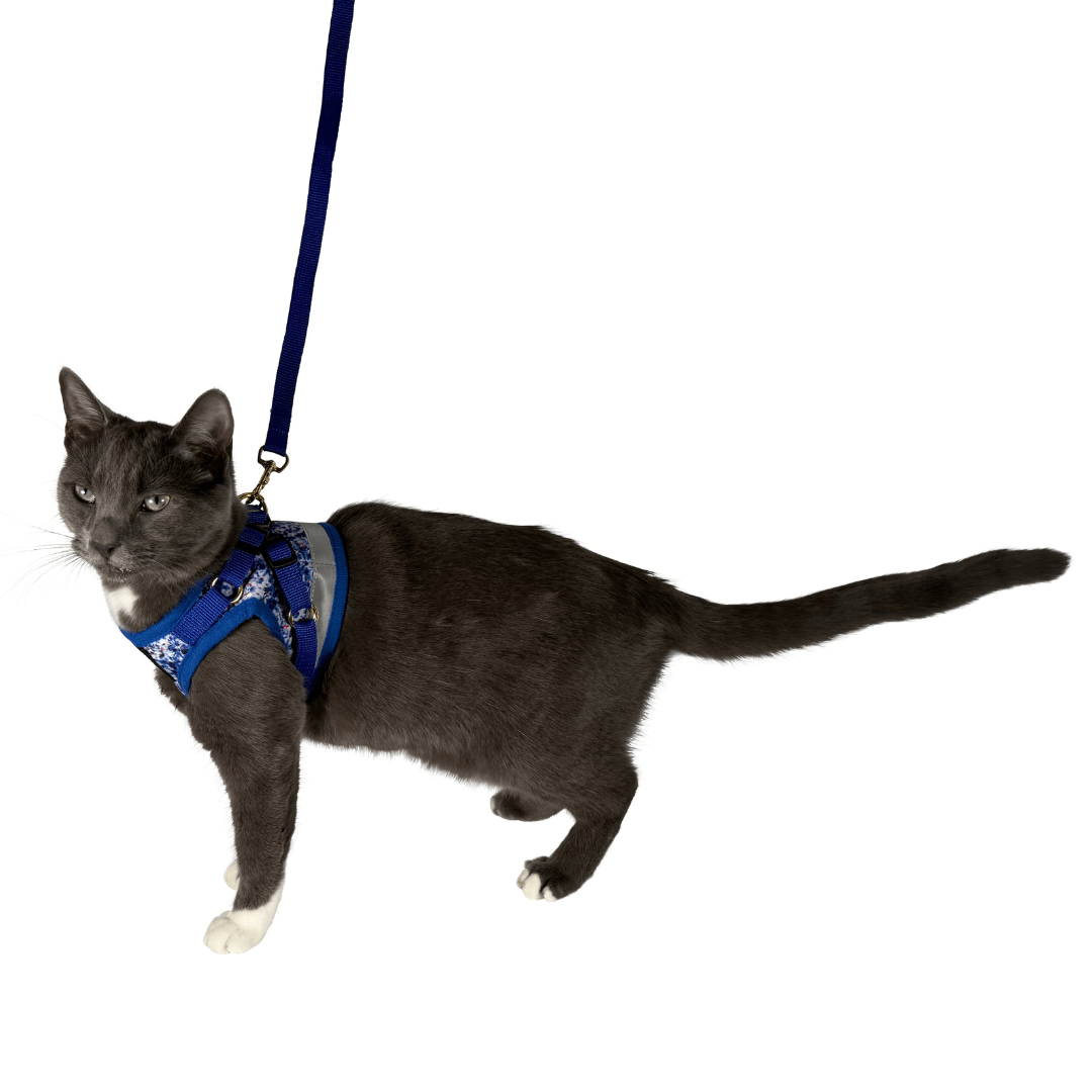 Feline Groovy Bundle