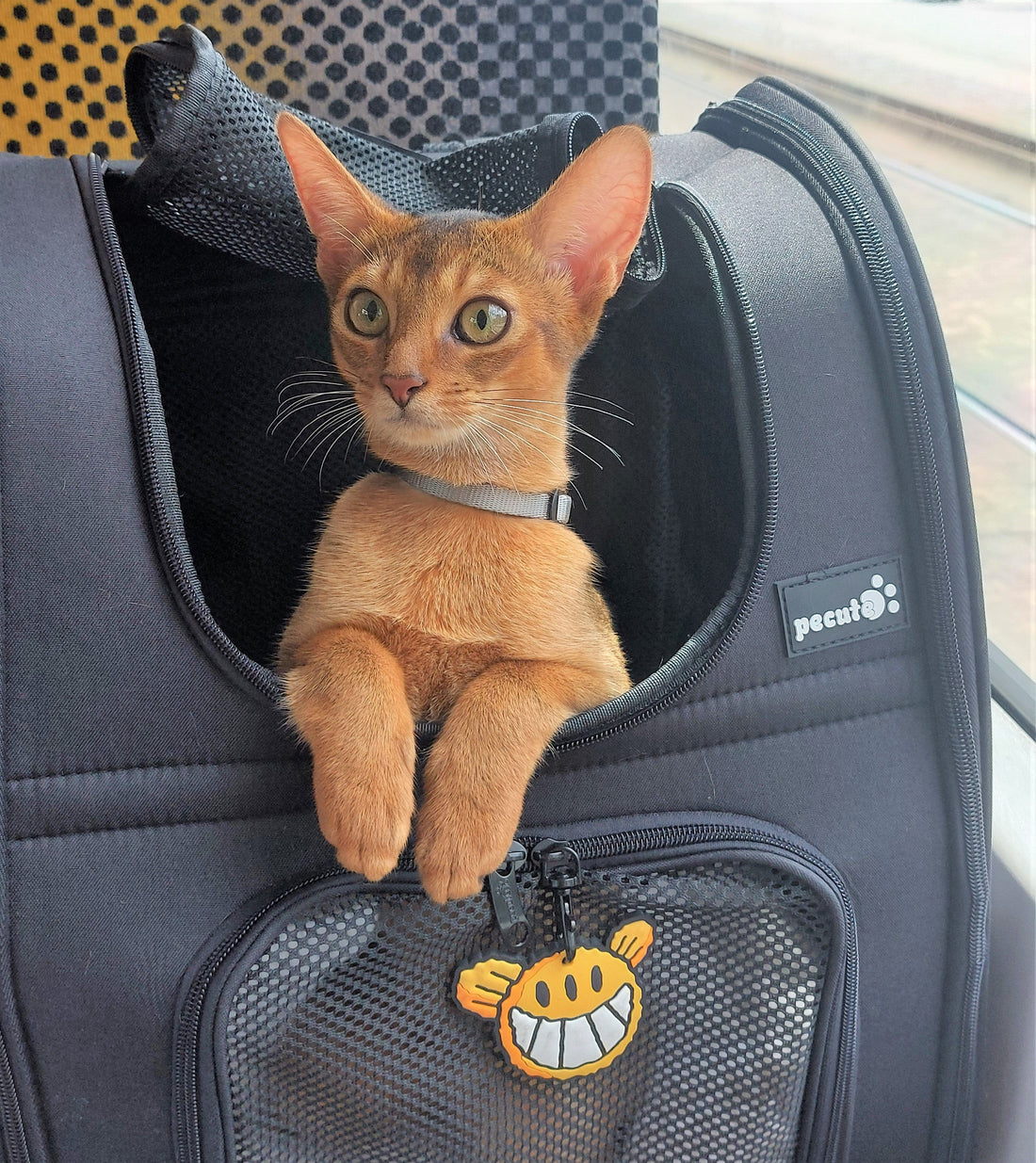 Cat Carrier Dog Backpack (Black)