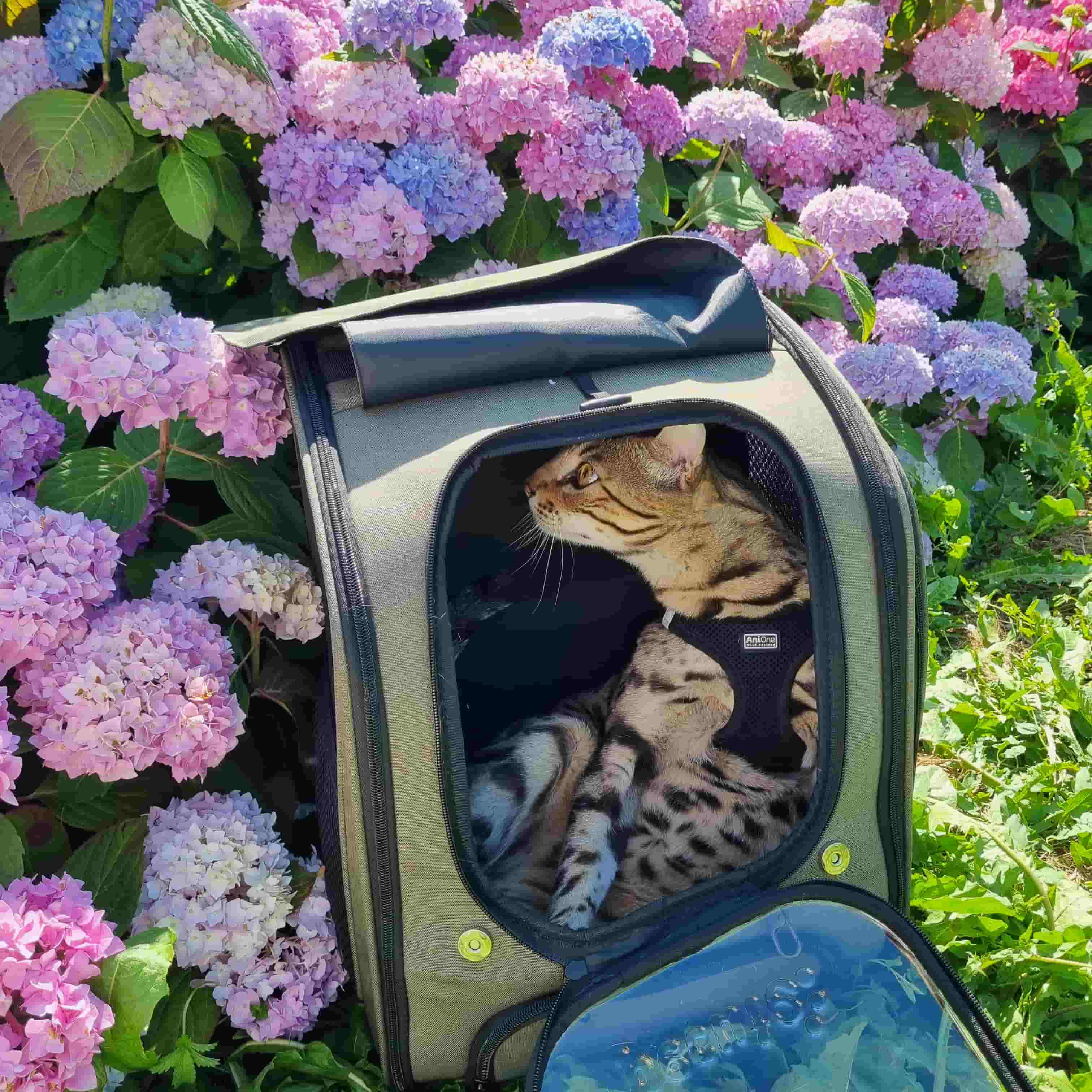 Bubble Cat Backpack Carrier Large Space Ergonomic 3D Design Breathable & Shaded