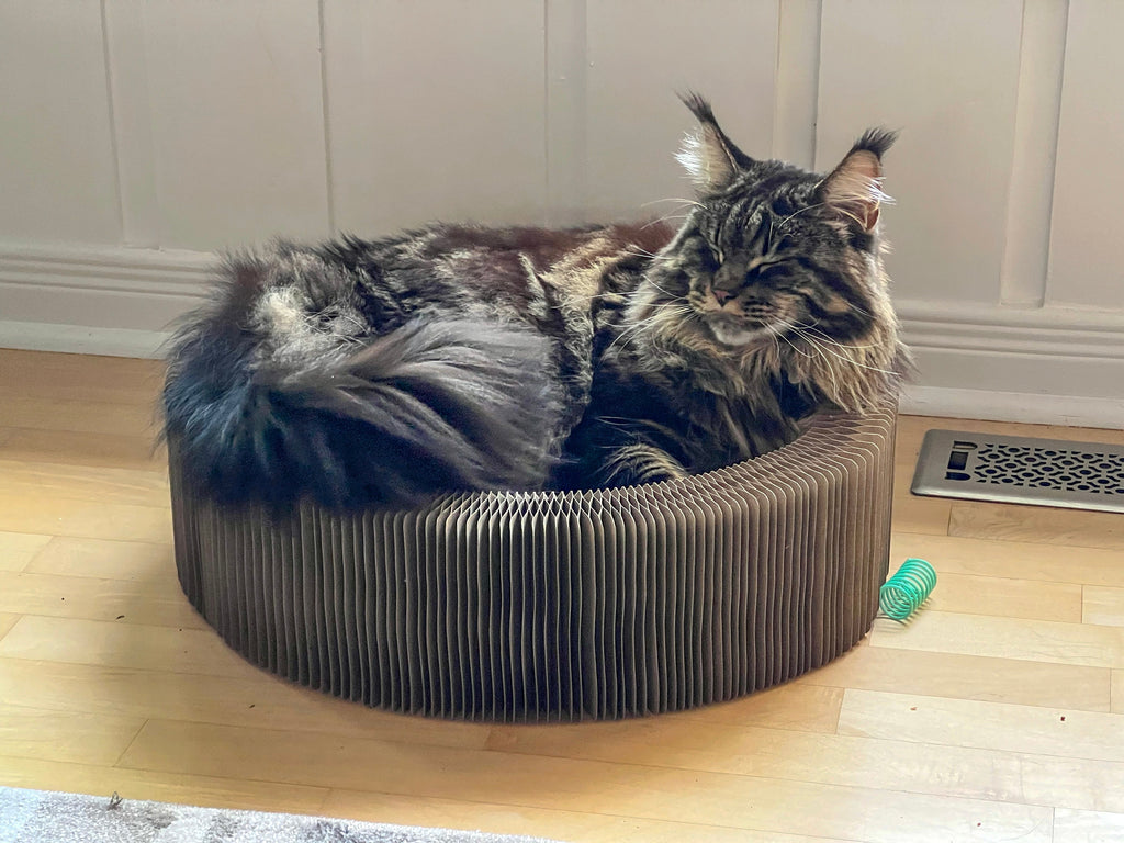 "The Accordion" Travel Cardboard Bed & Scratcher