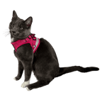 "The True Adventurer" Reflective Cat & Kitten Harness and Leash