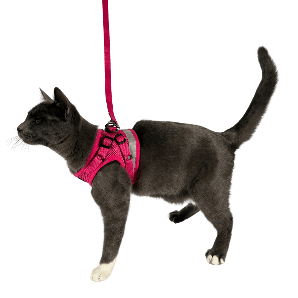 "The True Adventurer" Reflective Cat & Kitten Harness and Leash