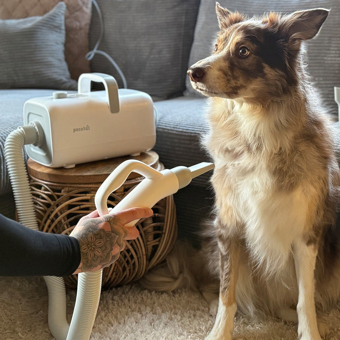 Dog Dryer with Cool-Warm-Hot Cycle Mode