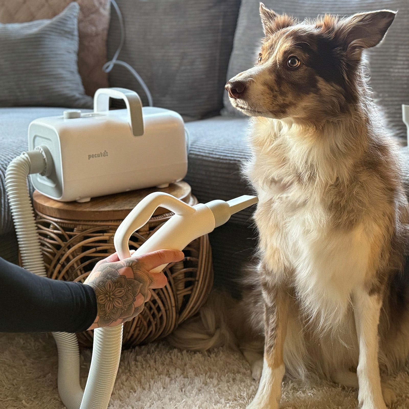 Dog Dryer with Cool-Warm-Hot Cycle Mode
