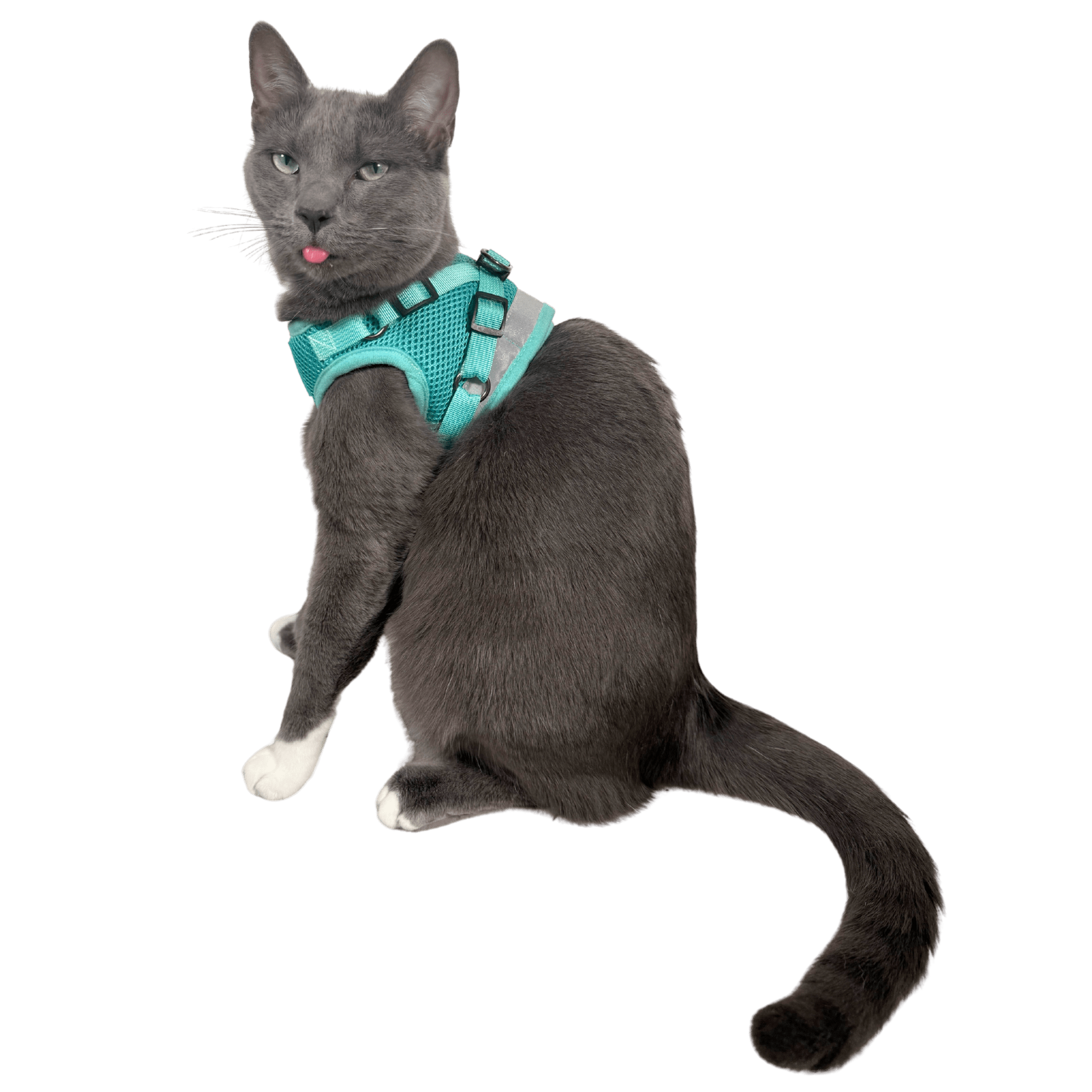 Jackson Galaxy x Travel Cat Complete Bundle