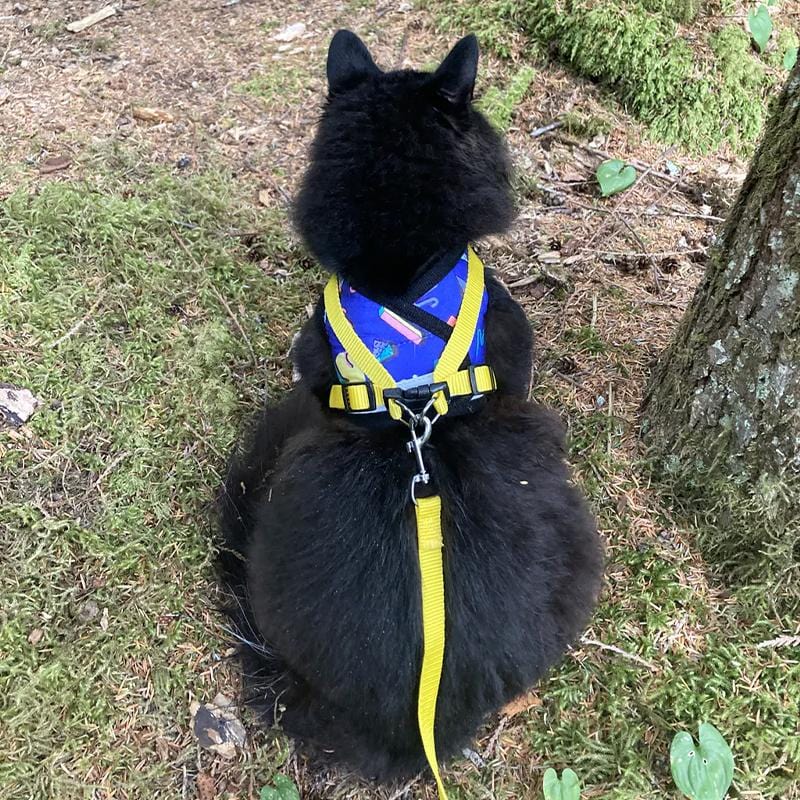 The 90s Bundle! Bandana, Harness & Leash
