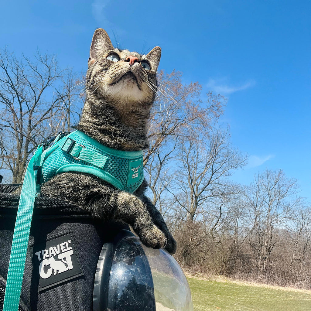 Jackson Galaxy x Travel Cat Complete Bundle
