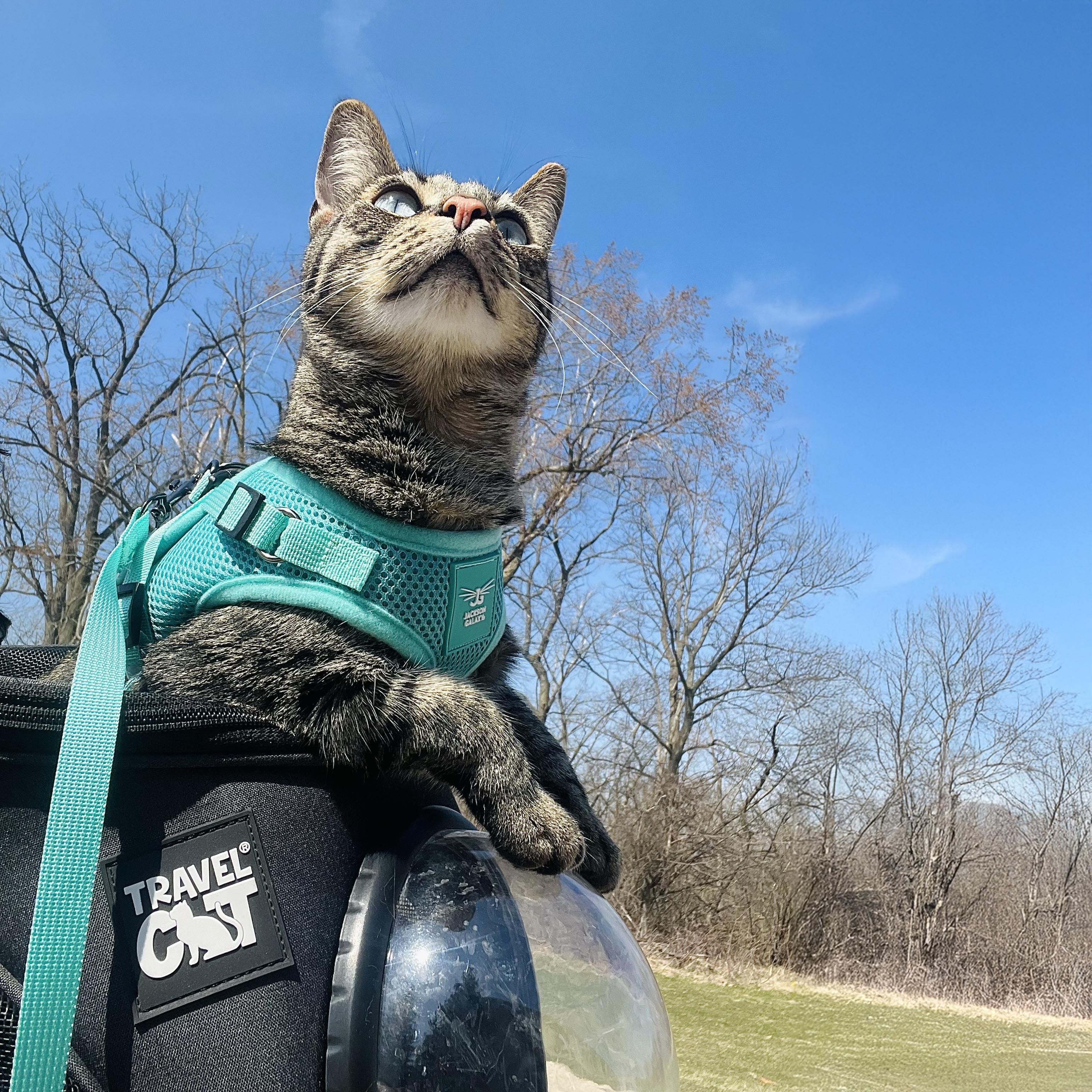 Jackson Galaxy x Travel Cat Complete Bundle