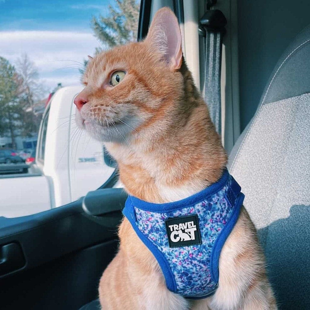 Feline Groovy Bundle