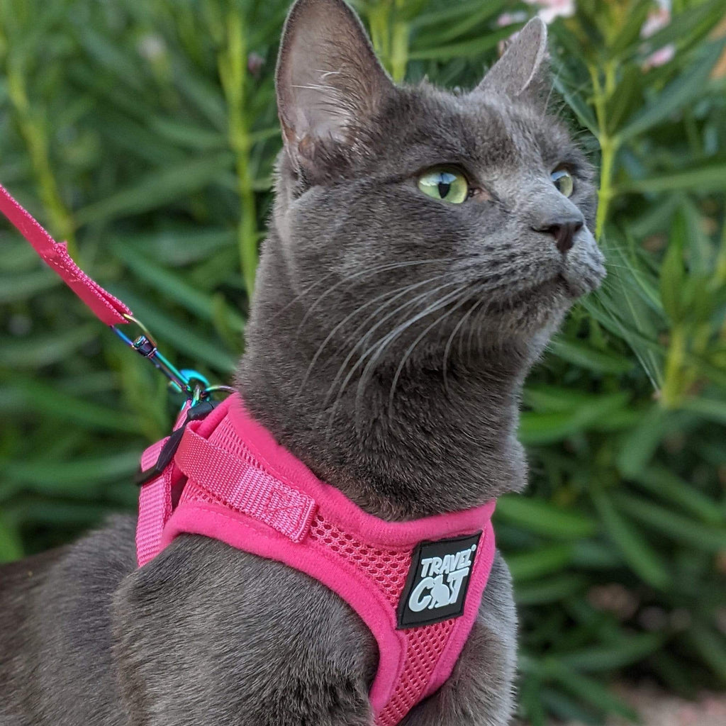 "The True Adventurer" Reflective Cat & Kitten Harness and Leash