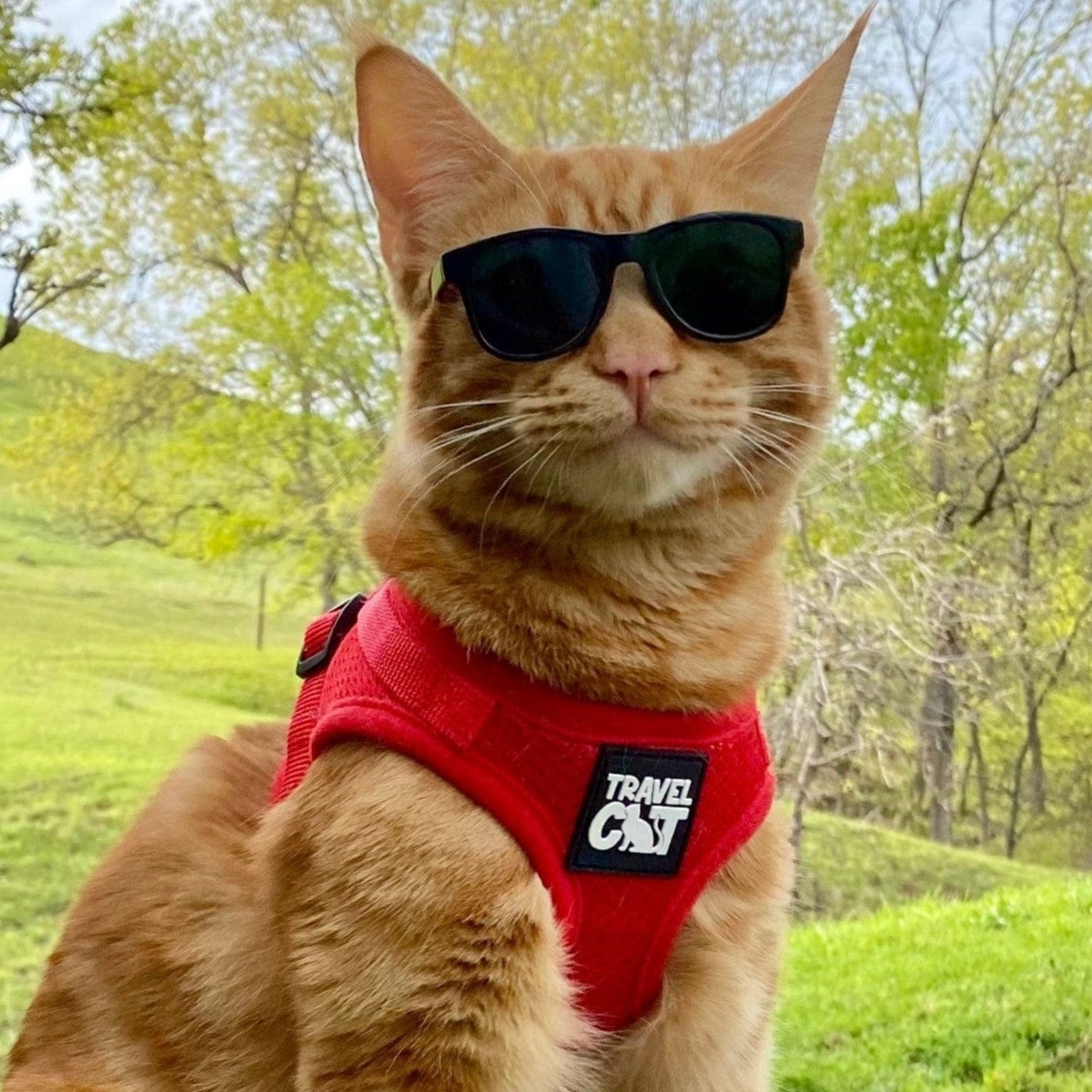 "The True Adventurer" Reflective Cat & Kitten Harness and Leash
