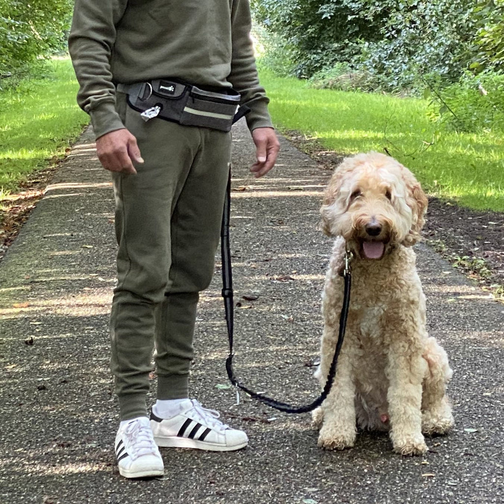 Hands Free Dog Leash