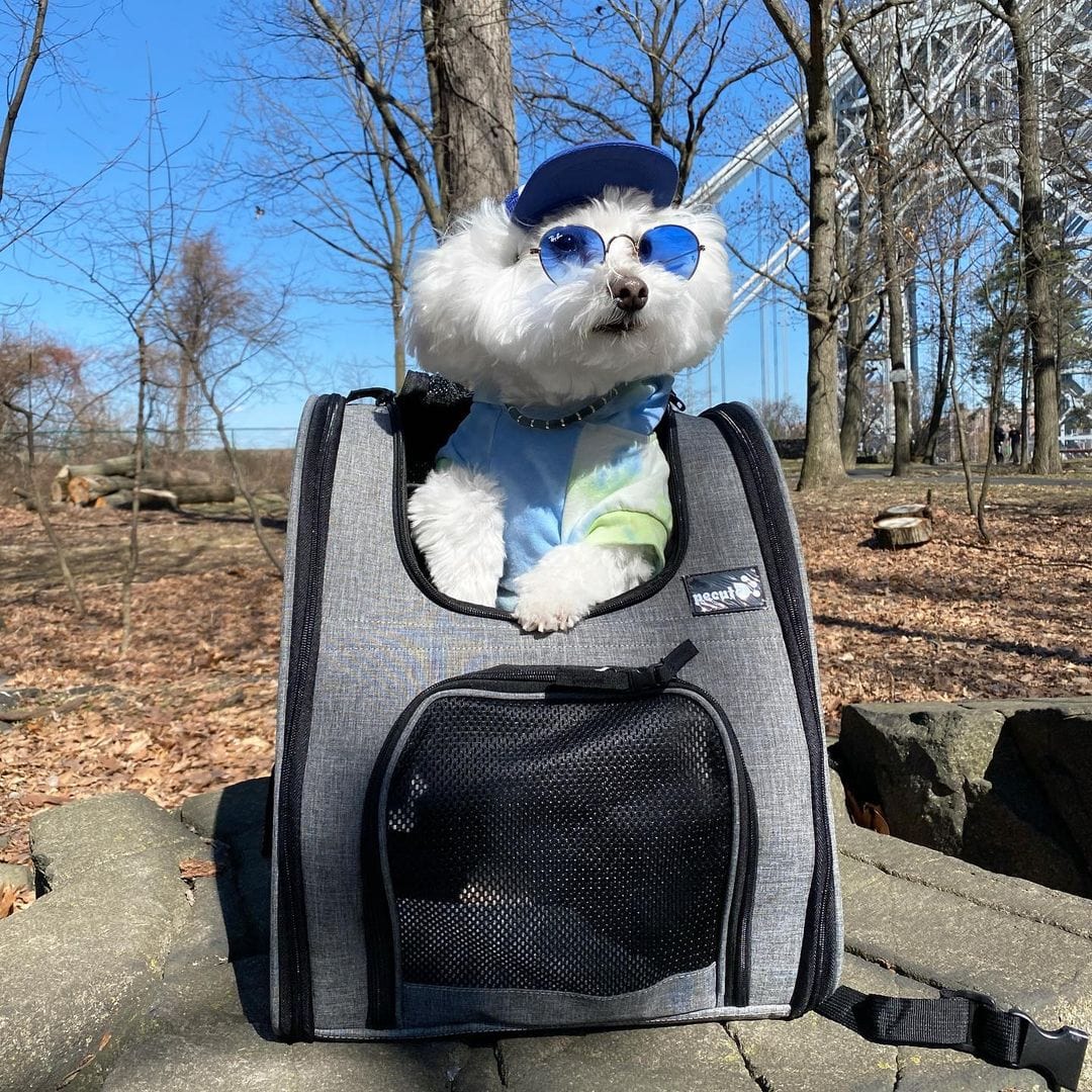 Cat Carrier Dog Backpack (Grey)