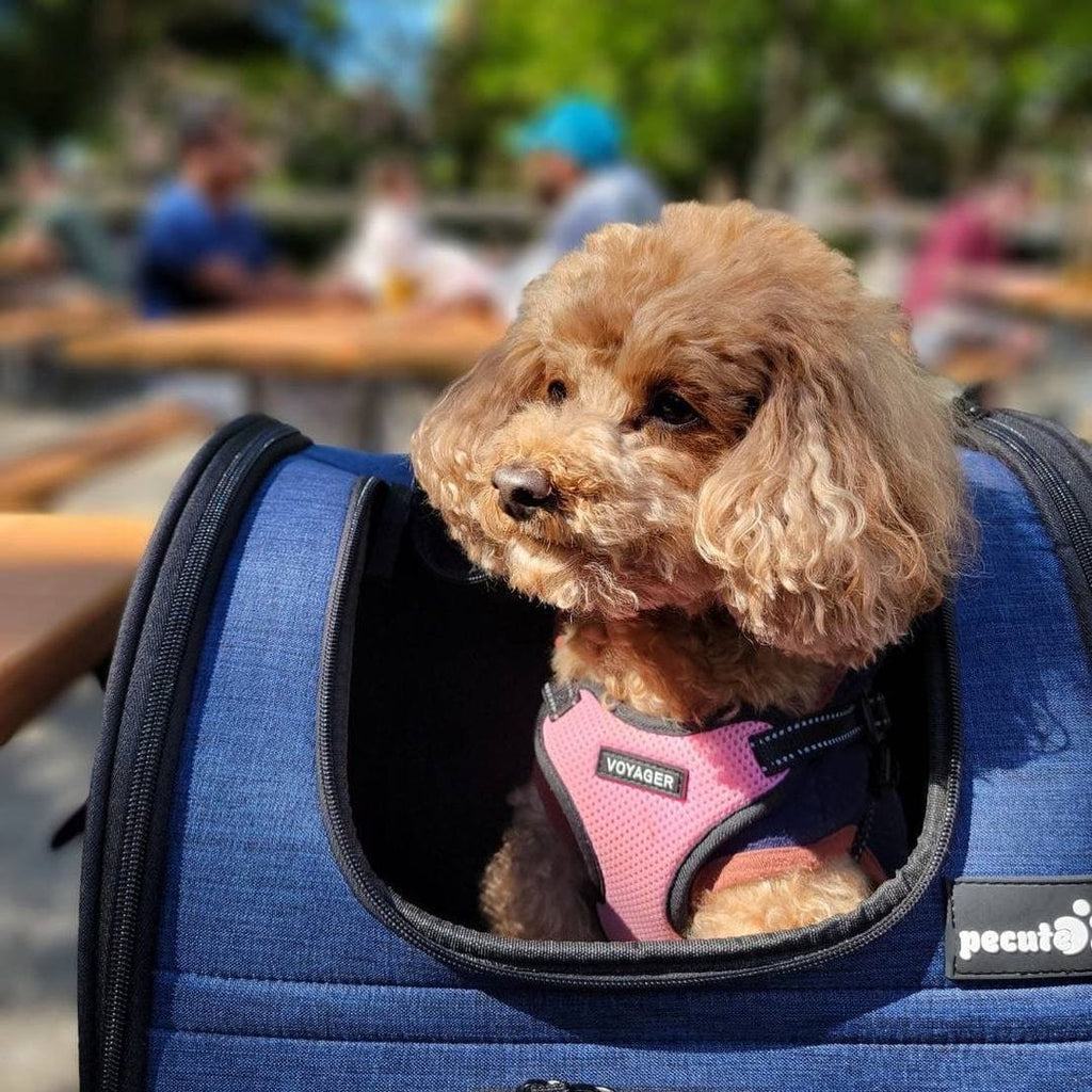 Cat Carrier Dog Backpack Expandable (Blue)