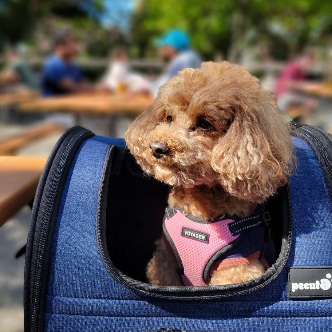 Cat Carrier Dog Backpack Expandable (Blue)