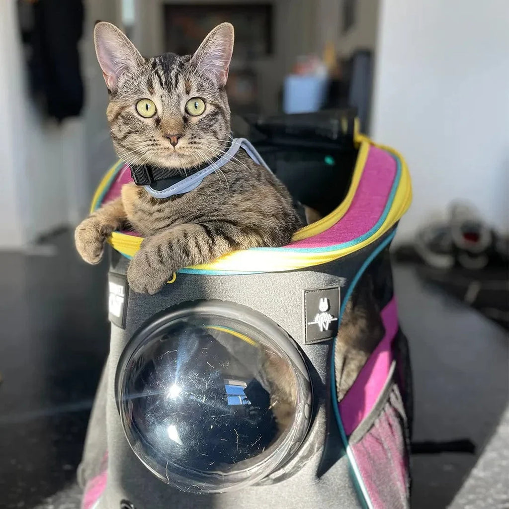 Stray x Travel Cat Backpack - Limited-Edition