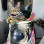 Stray x Travel Cat Backpack - Limited-Edition